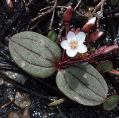Claytonia obovata