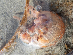 Peachia quinquecapitata