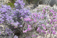 Leucophyllum candidum