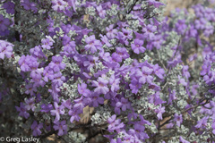 Leucophyllum candidum