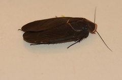 Polyphaga aegyptiaca