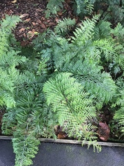 Asplenium × lucrosum