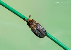 Dermestes undulatus