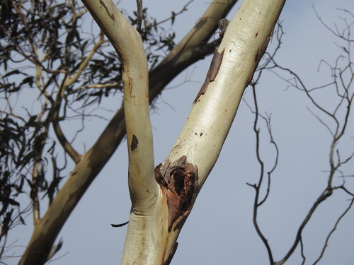 Image of Eucalyptus leucoxylon by (c) ttsquid, some rights reserved (CC BY)