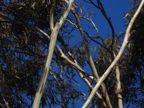 Image of Eucalyptus leucoxylon by (c) ttsquid, some rights reserved (CC BY)