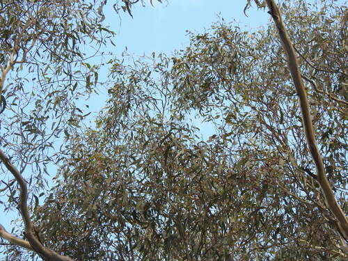 Image of Eucalyptus leucoxylon by (c) ttsquid, some rights reserved (CC BY)