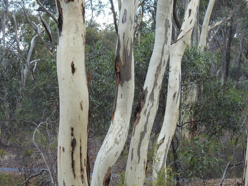 Image of Eucalyptus leucoxylon by (c) ttsquid, some rights reserved (CC BY)