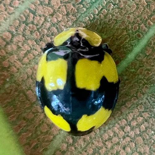 Fungus-eating ladybird photo 6