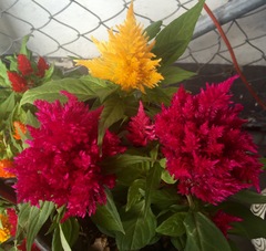 Celosia argentea plumosa