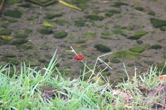 Neurothemis ramburii