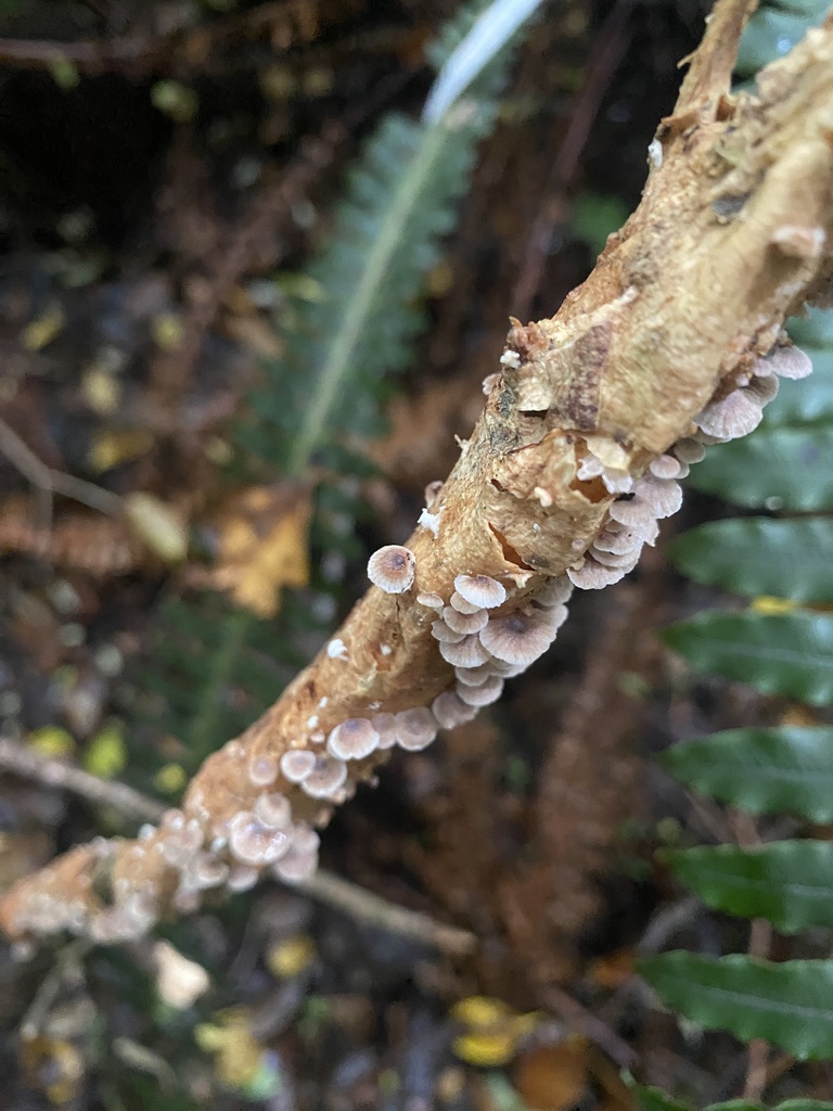 Gymnopus imbricatus