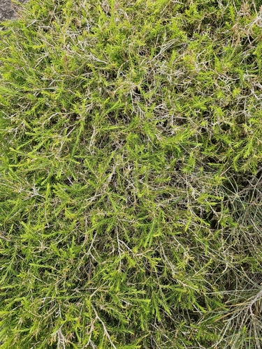 Image of Melaleuca armillaris by (c) ronavery, some rights reserved (CC BY)