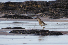 Charadrius modestus
