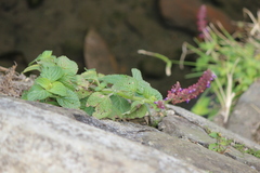 Coleus monostachyus