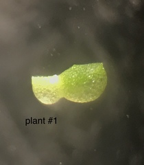 Wolffia brasiliensis