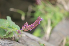 Coleus monostachyus