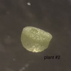 Wolffia brasiliensis