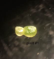 Wolffia brasiliensis