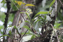 Dendrolirium tomentosum