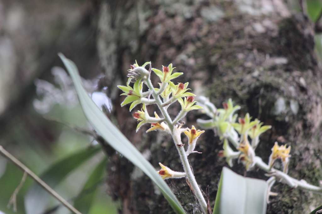 Dendrolirium tomentosum (Dendrolirium tomentosum)