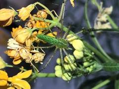Peucetia