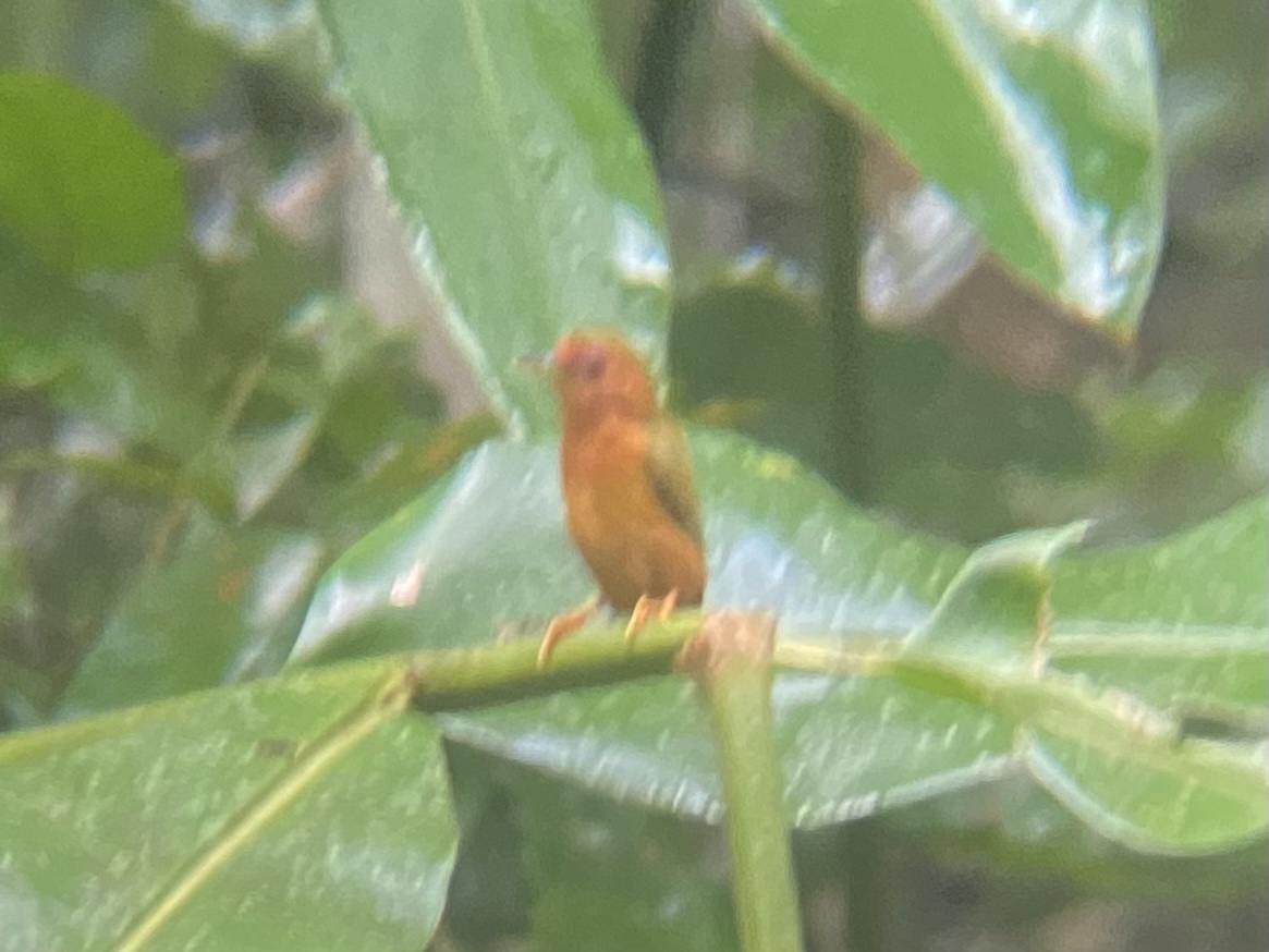 Rufous Piculet (Sasia abnormis), photo 3