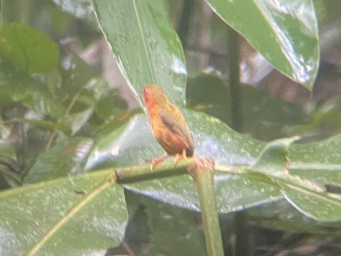 Rufous Piculet (Sasia abnormis), photo 4