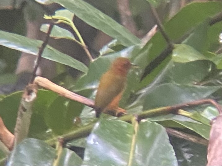 Rufous Piculet (Sasia abnormis), photo 2