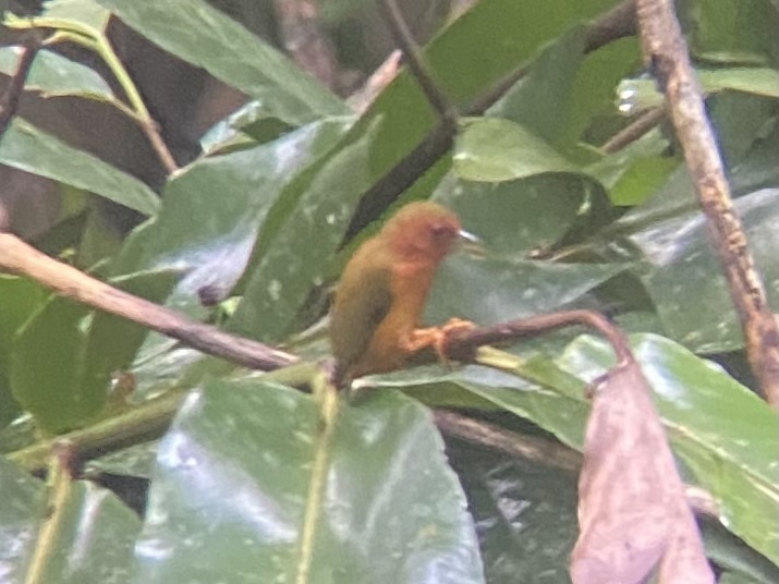 Rufous Piculet (Sasia abnormis), photo 1
