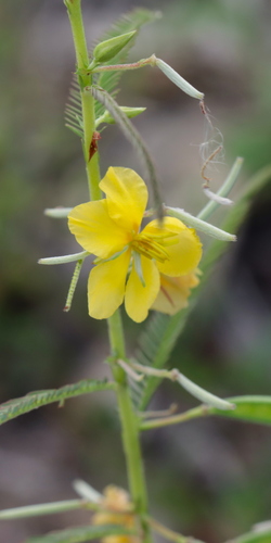 Fishbone cassia