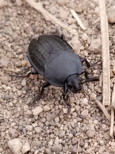 Garden Carrion Beetle