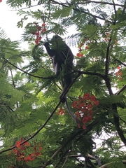 Trachypithecus obscurus