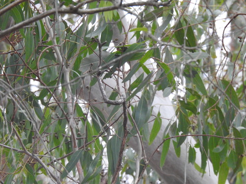 Image of Eucalyptus viminalis by (c) ttsquid, some rights reserved (CC BY)