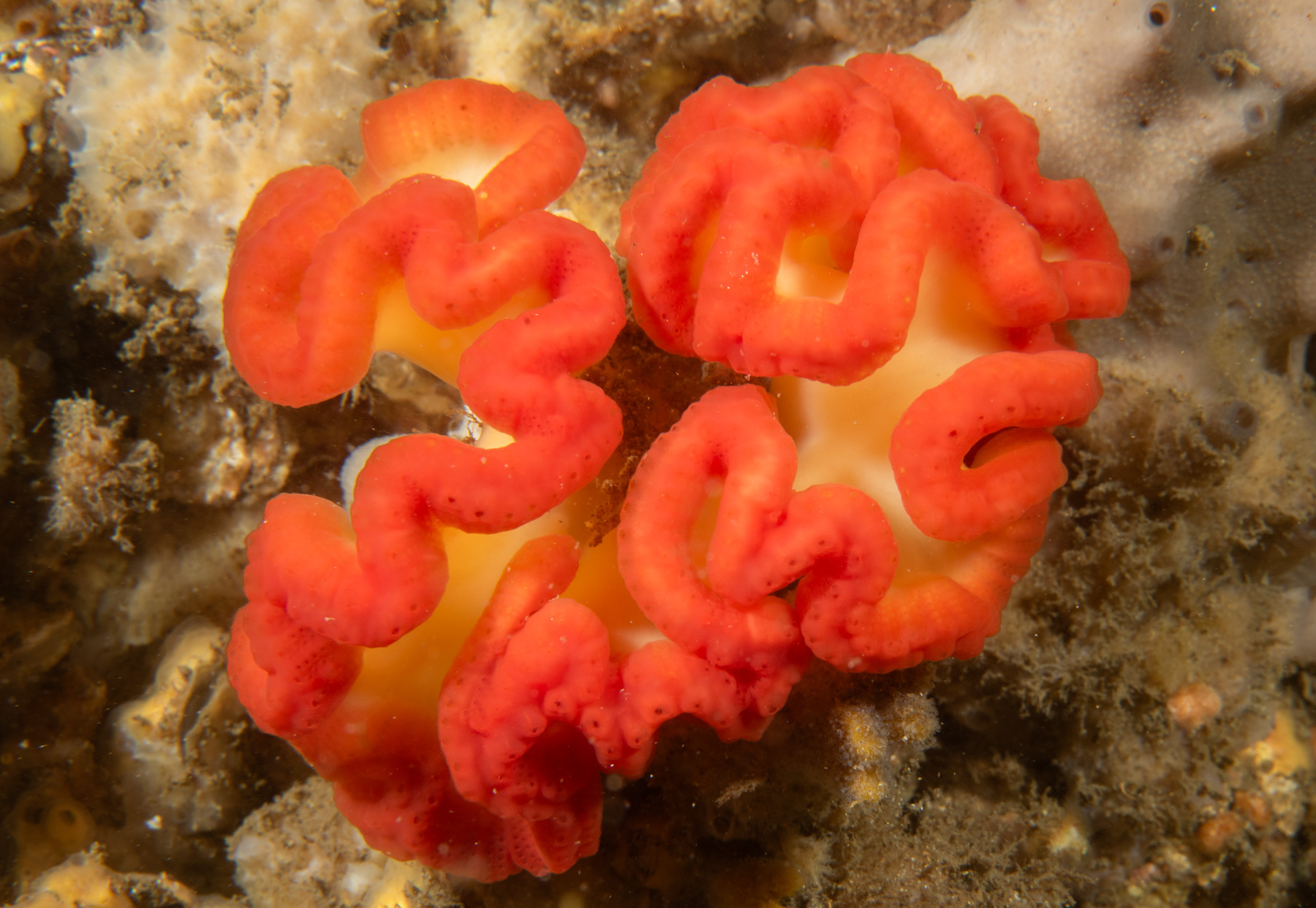 Sycozoa cerebriformis (Quoy & Gaimard, 1834)