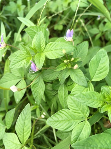 Cleome rutidosperma