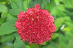 Brownea grandiceps