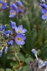 Polemonium eddyense