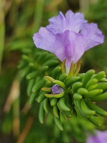 Image of Hemigenia purpurea by (c) ronavery, some rights reserved (CC BY)