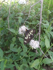 Gnophaela latipennis