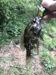 Ambloplites ariommus