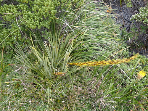 Fierce Spaniard (Aciphylla ferox)