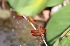 Orthetrum testaceum