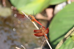 Orthetrum testaceum