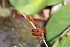 Orthetrum testaceum