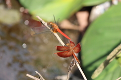 Orthetrum testaceum