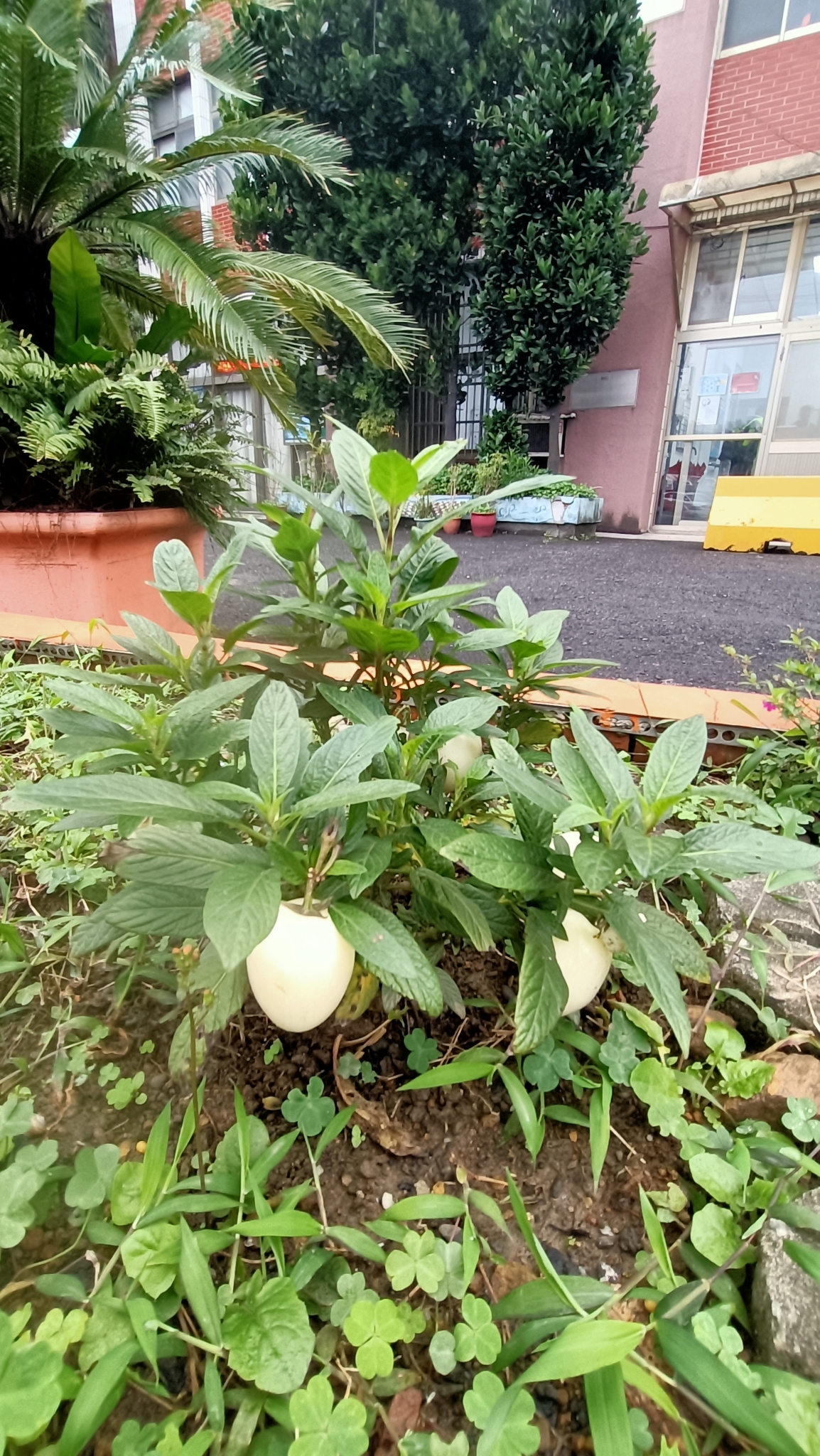 Imagem de Pepino-do-mar