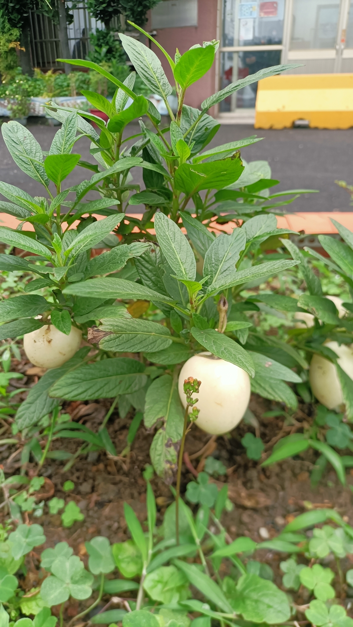 Imagem de Pepino-do-mar