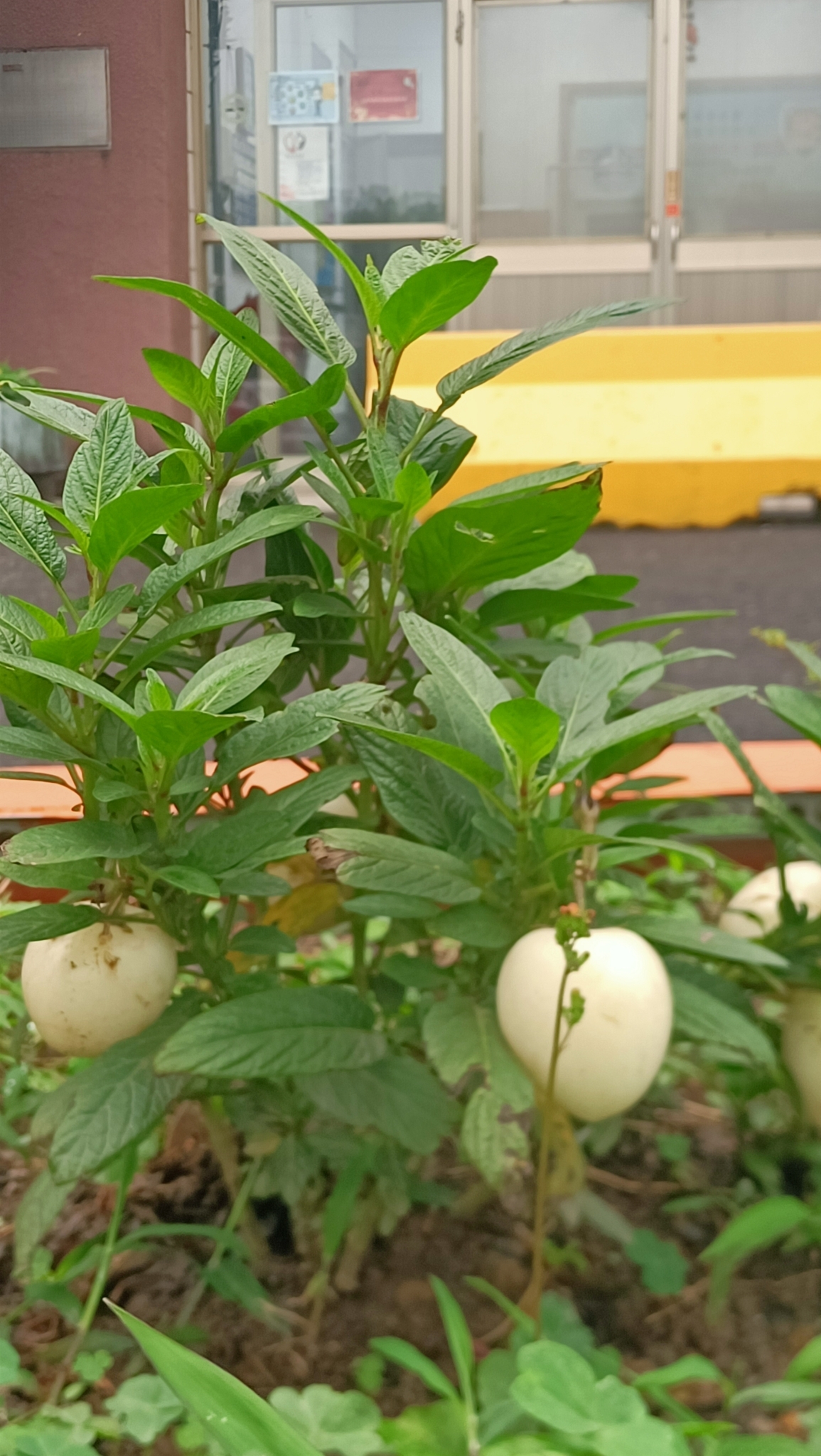 Imagem de Pepino-do-mar