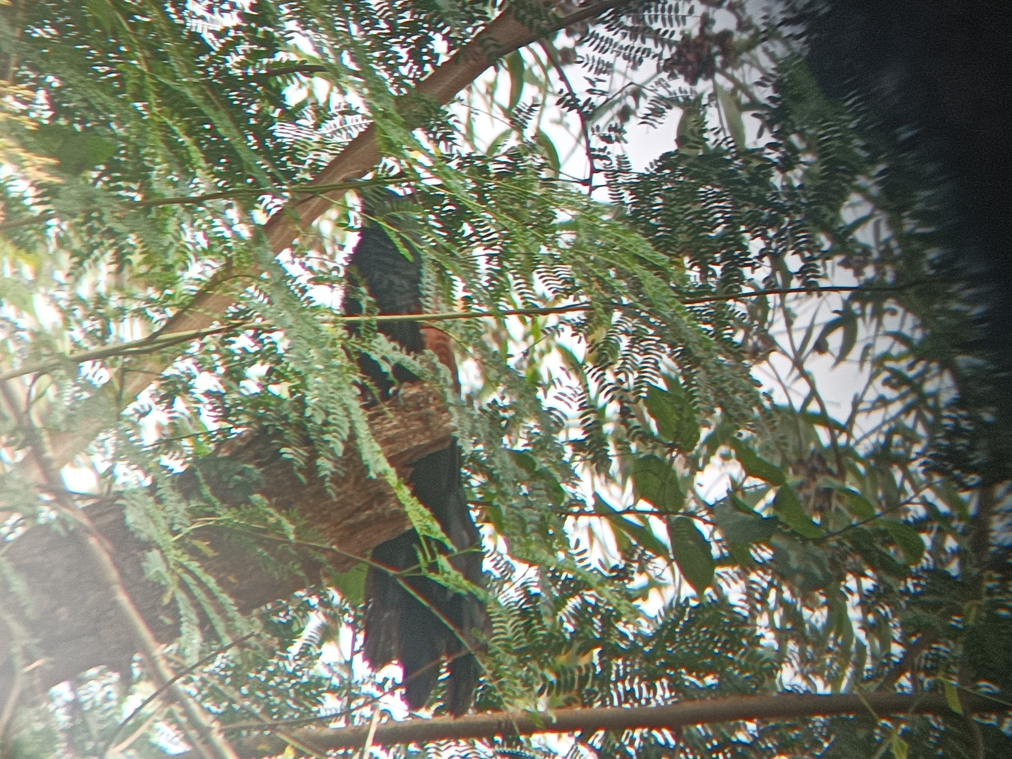 Philippine Coucal illustration
