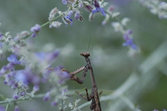 Tenodera